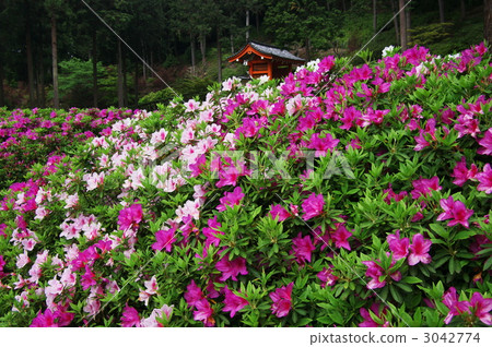 Mie Muroto Temple blooms in azalea Mie Muroto Temple blooms in azalea 3042774