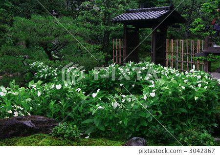 Half-summer garden (Kyoto, Kenninji tower, Both legs) 3042867