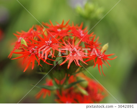 Flowers of Enbensenow Flowers of Enbensenow 3042891