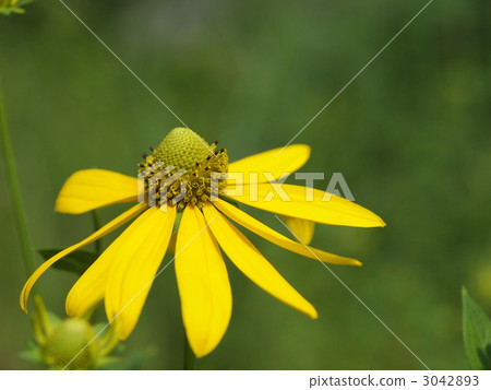 Flower of Ohangon Sou 3042893