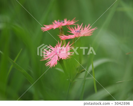 Ogura Senoki花 Ogura Senoki花 3042896