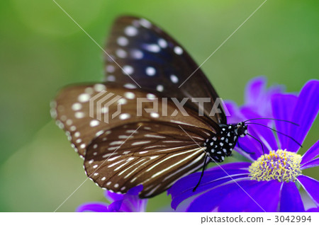 蝴蝶 3042994