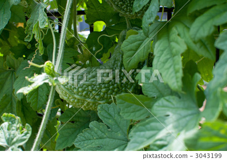 Bitter gourd Bitter gourd 3043199
