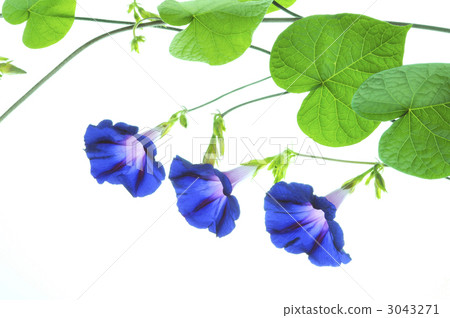 牽牛花花 牽牛花花 3043271