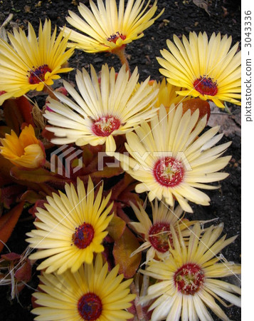 livingstone daisy, bloom, blossom 3043336