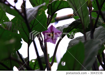 Normal flower Normal flower 3043536