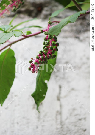 山區鄉房 山區鄉房 3043538