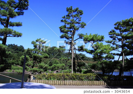 圓桌 松樹 池塘 3043654