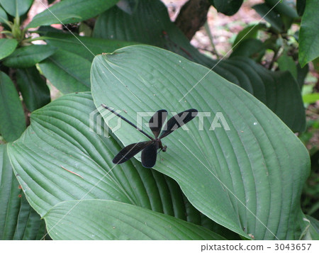 黑蜻蜓 黑蜻蜓 3043657