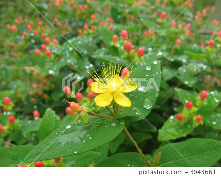 Hiperam(鮮花) Hiperam(鮮花) 3043661