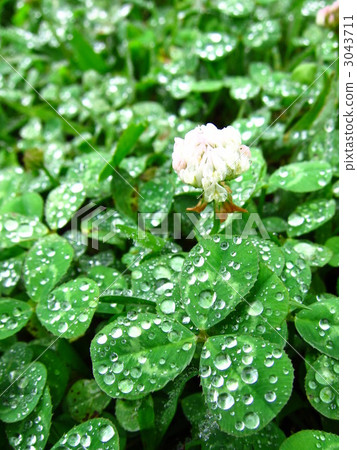 雨和露 白色三葉草 白三葉 3043711