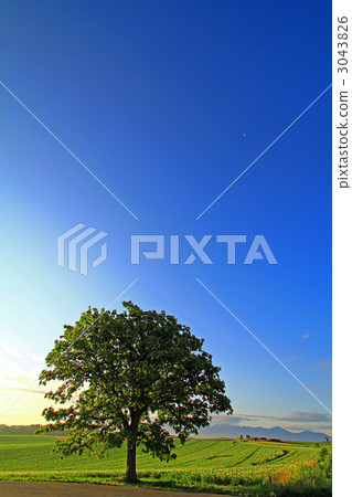 Seven Star Tree Seven Star Tree 3043826