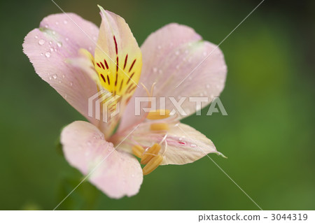 Alstroemeria 3044319