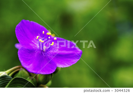  Spiderwort 3044326