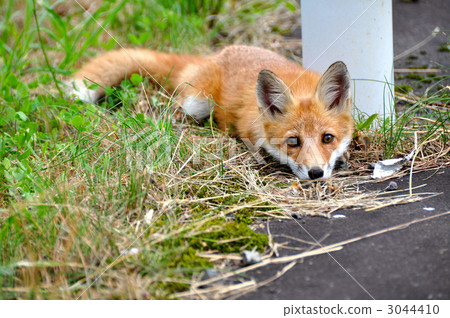兒童狐狸 兒童狐狸 3044410