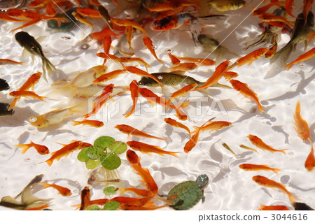 水族館 水箱 盛夏 3044616