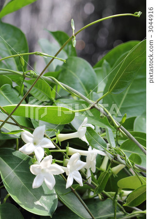 Madagascar Jasmine 3044916