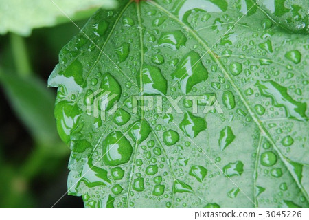Okra leaves Okra leaves 3045226