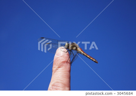 Natsukane and fingers 3045684