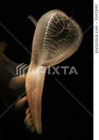 capture, seizure, mollusk 3045840