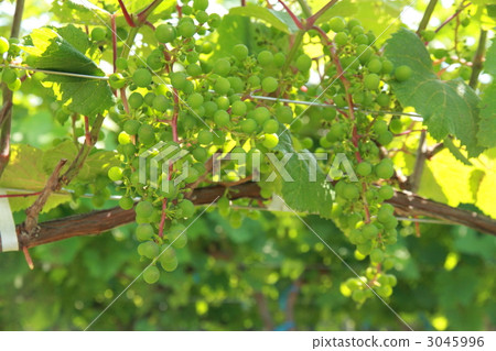 白葡萄 葡萄藤 葡萄 3045996