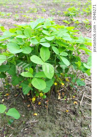 Fresh green of soybean Fresh green of soybean 3046271
