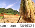 hanging rice to dry, nasu town, rural districts 3046324