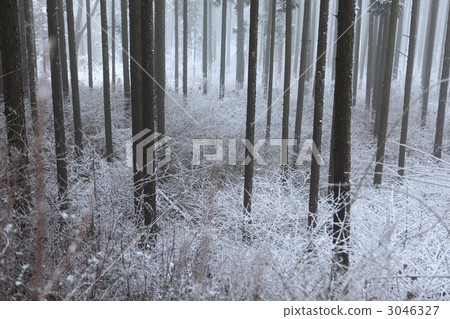 Jinlin Jinlin 3046327