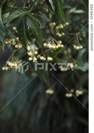 白芒果 3046368