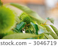 Blue chestnut 3046719