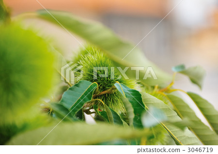 Blue chestnut Blue chestnut 3046719