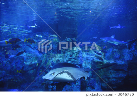 海洋動物 公共設施 設施 3046750