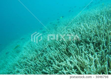 Ogasawara coral reef and tropical fish Ogasawara coral reef and tropical fish 3046798