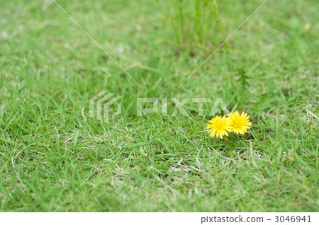 Dandelion 3046941