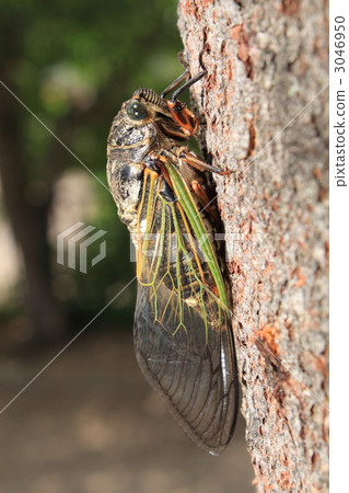 蟬 蟬 3046950
