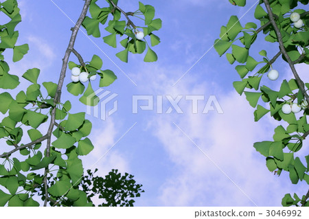 Ginkgo biloba 3046992