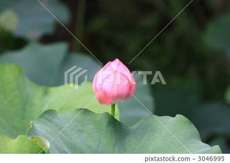 城堡的保護神 3046995