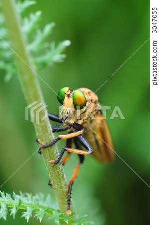 aome-abu robber fly, insect, insects 3047055