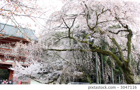 Sakura no Kyoto · Daigoji Niben gate Sakura no Kyoto · Daigoji Niben gate 3047116