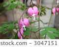 lamprocapnos spectabilis, bloom, blossom 3047151