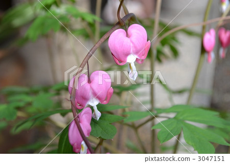 lamprocapnos spectabilis, bloom, blossom 3047151
