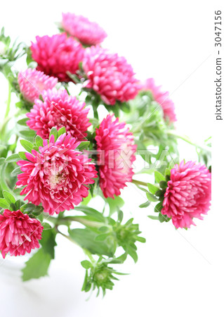 Arrangement of Aster (vertical) 3047156
