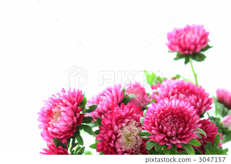 安排Astor(側身) 安排Astor(側身) 3047157