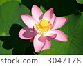 ancient lotus, bloom, blossom 3047178