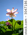 ancient lotus, bloom, blossom 3047186