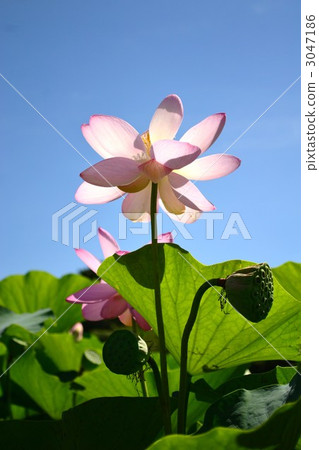 ancient lotus, bloom, blossom 3047186
