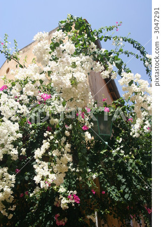 世界遺產塞內加爾戈萊島 世界遺產塞內加爾戈萊島 3047291