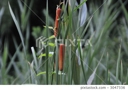 伽馬 水果 植物 3047336