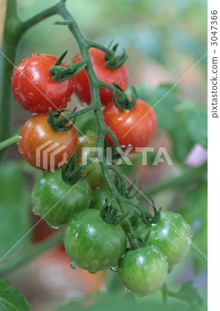 Petit tomatoes Petit tomatoes 3047366