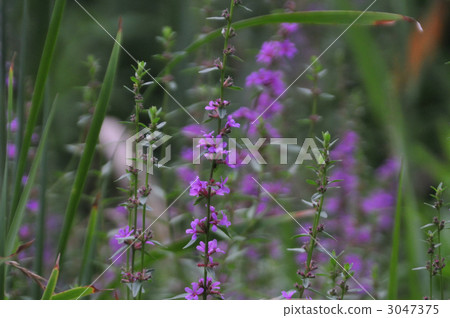 千屈菜科 花朵 花 3047375